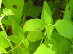 Diedrocephala variegata