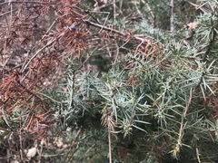 Juniperus communis communis