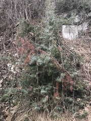 Juniperus communis communis