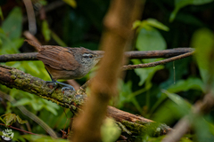 Cantorchilus modestus