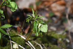 Helleborus viridis