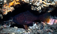 Vincentia novaehollandiae