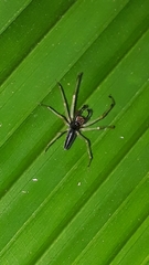 Lyssomanes temperatus