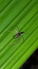 Lyssomanes temperatus