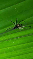 Lyssomanes temperatus