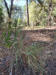 Andropogon cretaceus