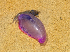 Physalia physalis