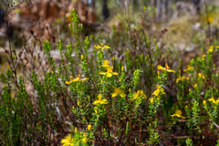 Hypericum microsepalum