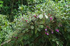 Andesanthus lepidotus