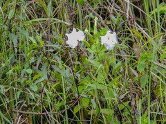 Escobedia grandiflora