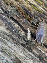 Ctenolepisma ciliatum