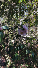 Camellia sasanqua