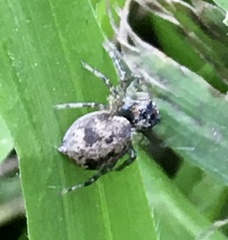 Saitis variegatus