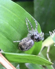 Saitis variegatus