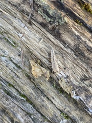 Ctenolepisma ciliatum