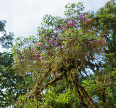 Andesanthus lepidotus