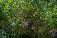 Andesanthus lepidotus