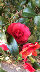 Camellia japonica