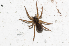 Zoicinae