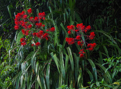 Pitcairnia commixta