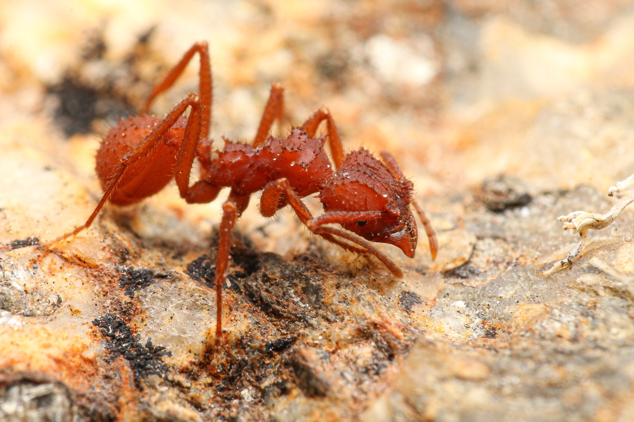Trachymyrmex arizonensis