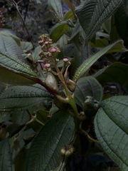 Miconia tococa