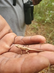 Anolis barbouri