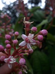 Miconia tococa