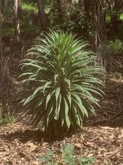 Echium pininana
