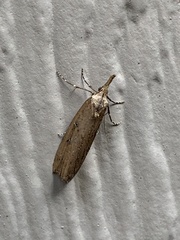 Lepidoptera