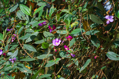 Andesanthus lepidotus