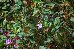 Andesanthus lepidotus