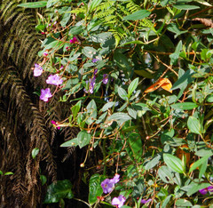 Andesanthus lepidotus