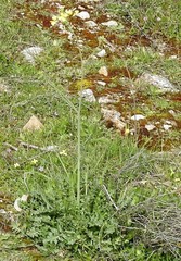 Diplotaxis catholica