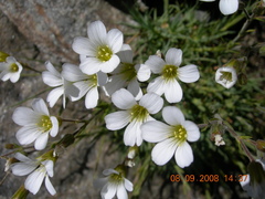 Cherleria circassica