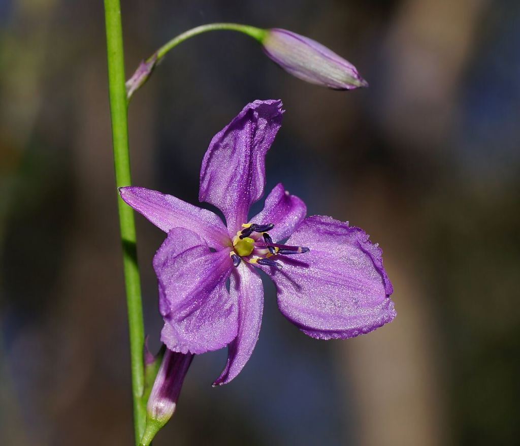 chocolate lily