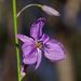 Chocolate Lily - Photo (c) Reiner Richter, some rights reserved (CC BY-NC)