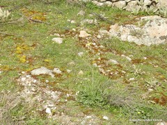 Diplotaxis catholica