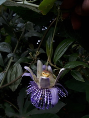 Passiflora seemannii