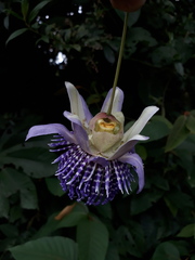 Passiflora seemannii