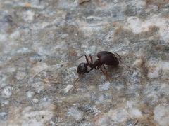 Pheidole rhea