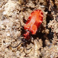 Lemodes coccinea