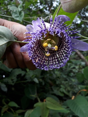 Passiflora seemannii