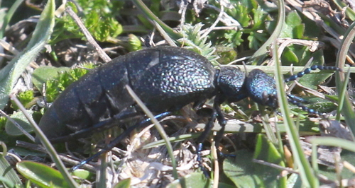 májka obyčajná (Meloe proscarabaeus)