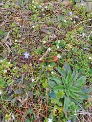 Houstonia pusilla