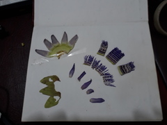 Passiflora seemannii