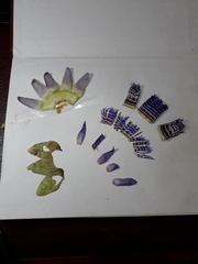 Passiflora seemannii