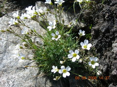 Cherleria circassica