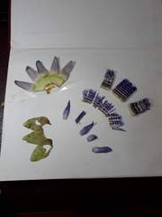 Passiflora seemannii