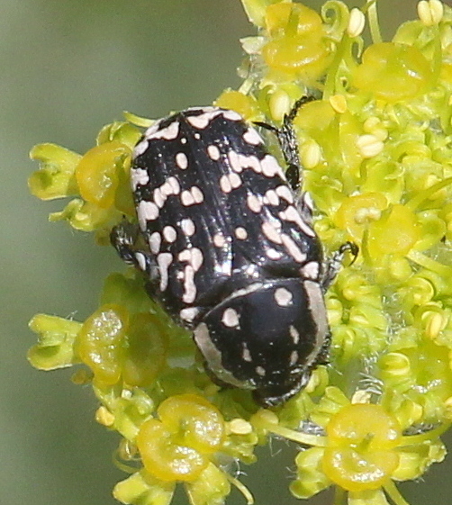 Oxythyrea albopicta